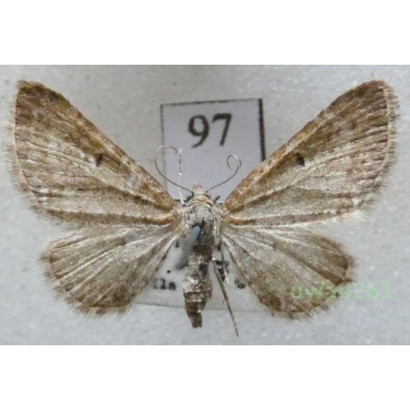 Eupithecia satyrata (Hübner, 1813) Czech97